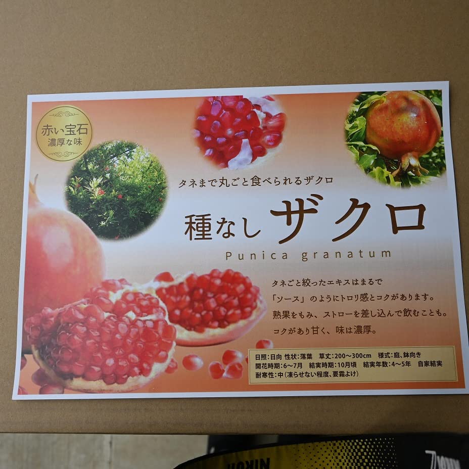 Amazon.co.jp: 種無石榴 ザクロ苗 種無しざくろ苗木 接ぎ木2年 : DIY